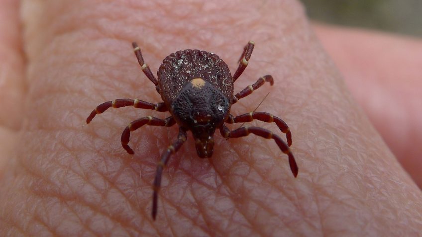 Tips for Repelling Ticks