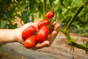 tomatoes