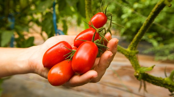 Prolonging Your Tomato Harvest Through the Winter