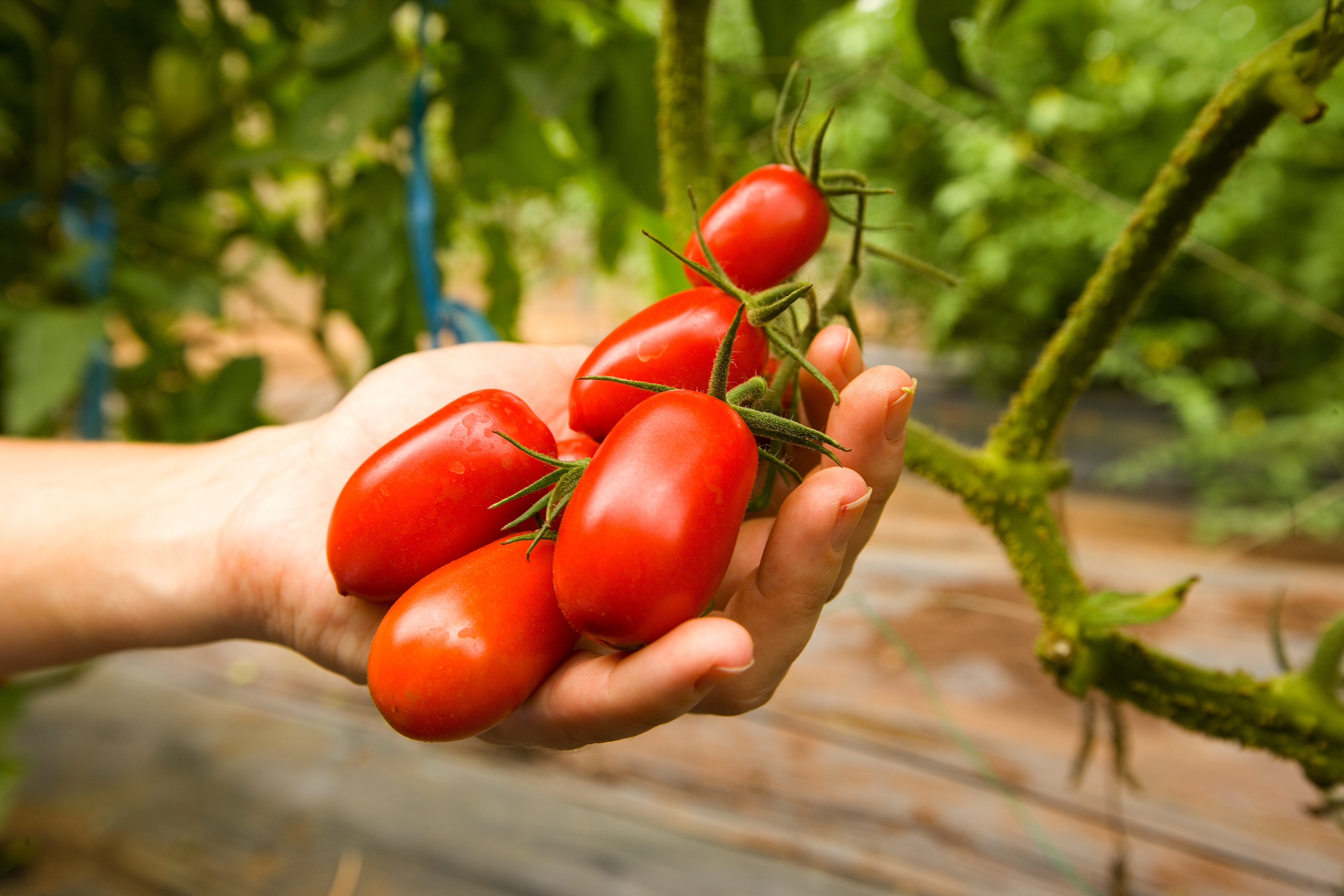 Prolonging Your Tomato Harvest Through the Winter