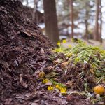 Winter Composting Tips