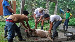 Slaughtering Pigs: A Simple Guide