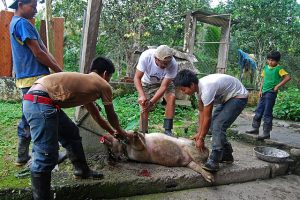 640px-flickr_-_ggallice_-_pig_slaughter_1