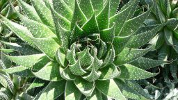 Benefits of Aloe Vera