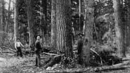 3 Things to Consider When Felling a Tree