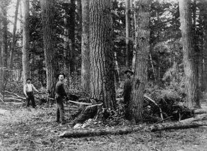 felling_tree_using_crosscut_saw_ontario_ca_1870-1930