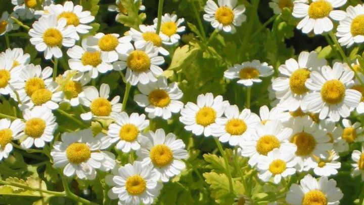 All About Feverfew