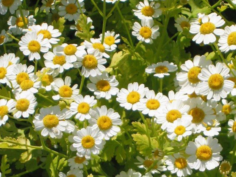 All About Feverfew