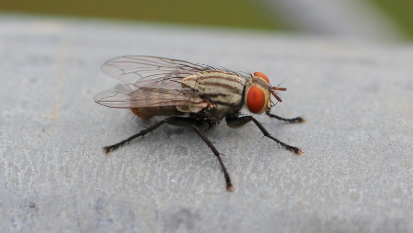 How to Make a Fly Trap