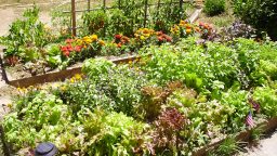 Safe Homemade Weed Killer (Video)