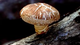 Growing Shiitake Mushrooms