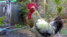 The Benefits of Having a Rooster
