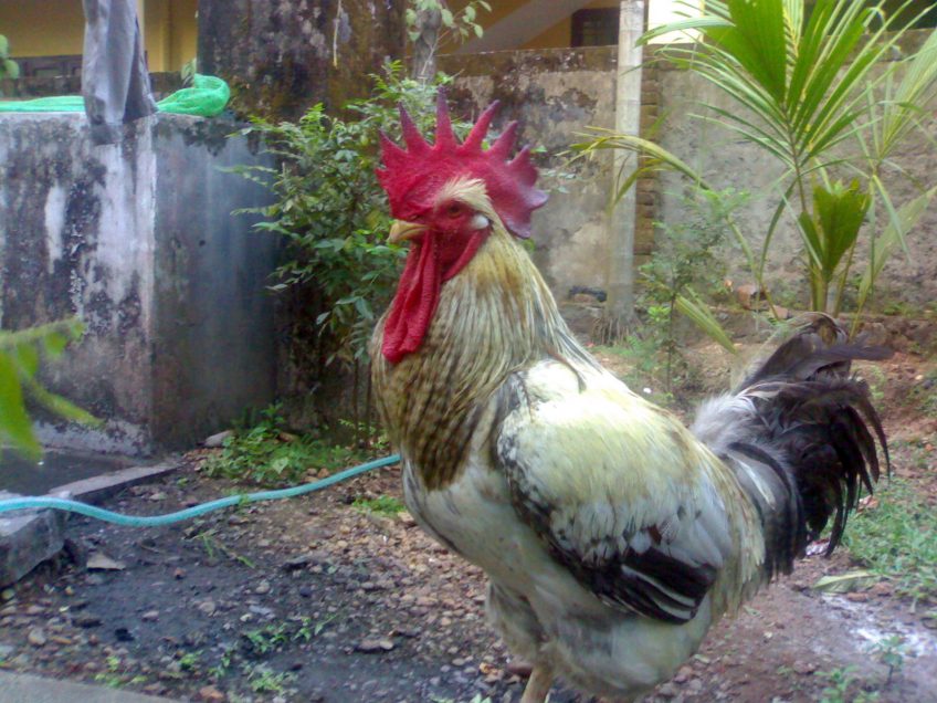 The Benefits of Having a Rooster