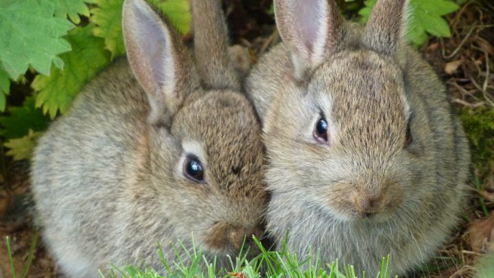 How to Keep Rabbits Away from the Garden