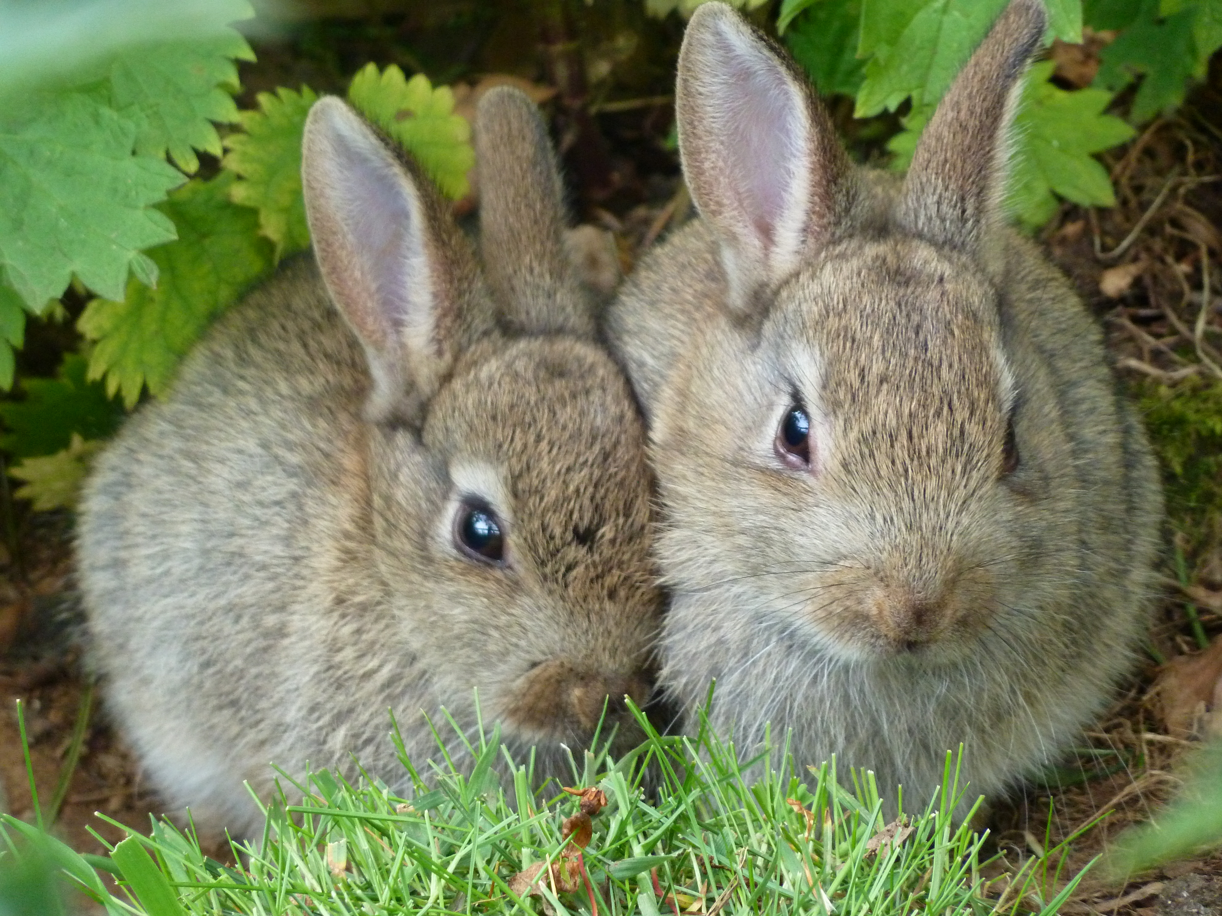 How to Keep Rabbits Away from the Garden