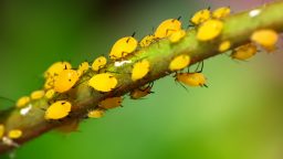 Natural Tips for Aphid Control