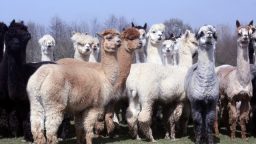 All About Alpacas
