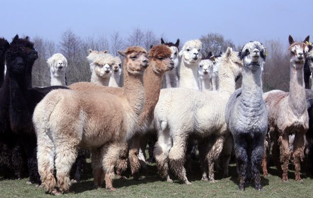 All About Alpacas