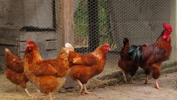 3 Easy Ways to Keep Your Chickens Healthy