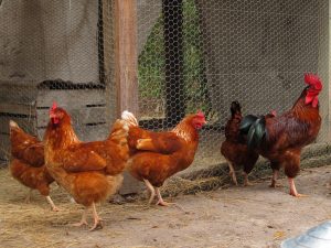 chicken-health