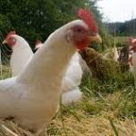 Chickens Do More than Just Produce Eggs