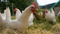Chickens Do More than Just Produce Eggs