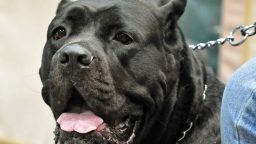 3 Ways to Save on Raising a Dog