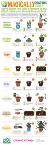 food-that-regrows