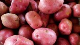3 Tips for Steady Potato Harvests