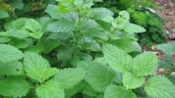All About Lemon Balm