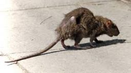 Tips to Keep Rodents OUT This Winter