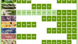A Seasonal Guide to the Farmer’s Market (Infographic)