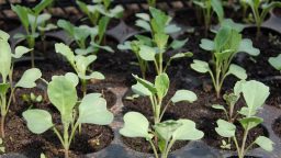 3 Things You Should Stop Doing in Your Garden