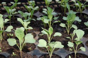 seedling-1386653_960_720