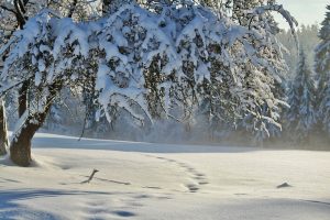 winter-530907_960_720