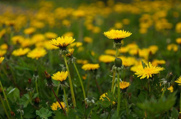 Dandelion Balm for Aches and Pains