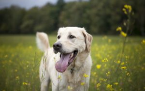 6797599-happy-dog