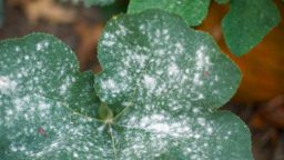DIY Powdery Mildew Treatment