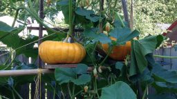 Horizontal Pumpkin Trellis
