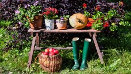 Tips for Fall Gardening