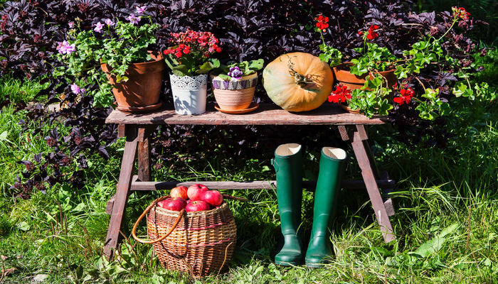 Tips for Fall Gardening