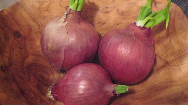 Growing Onions from Onions