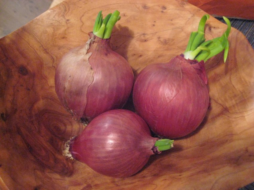 Growing Onions from Onions