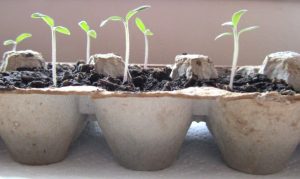 egg-carton-seed-starters
