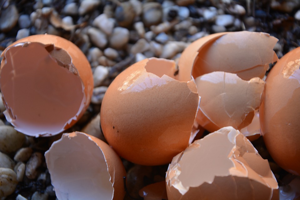 egg-shells-1711142_960_720