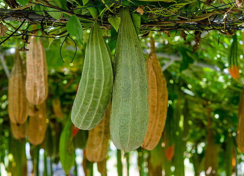 growing-loofah