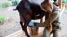 Learn to Milk a Goat