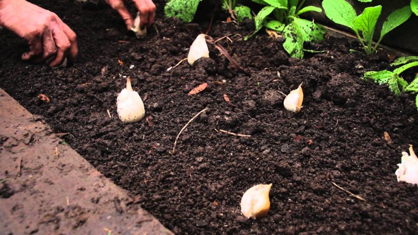 How to Grow Garlic