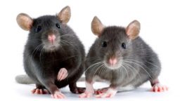 Getting Rid of Mice