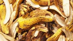 Banana Peels in the Garden